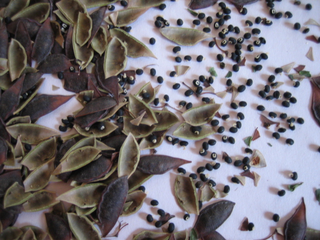 Bossiaea cinerea (Showy Bossiaea) seed --stock photo