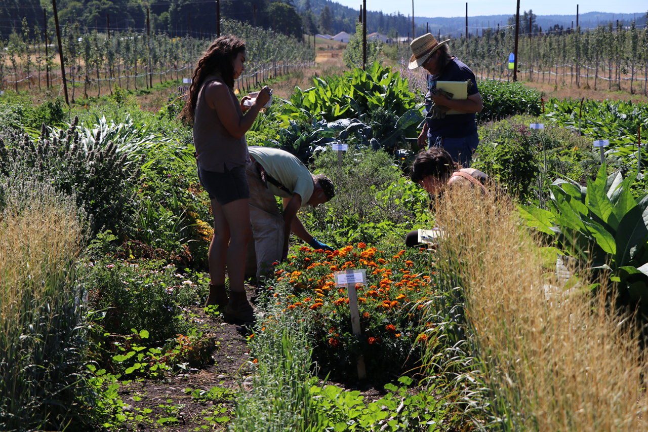 Farmers working in Skeeter's medicinal herb garden.