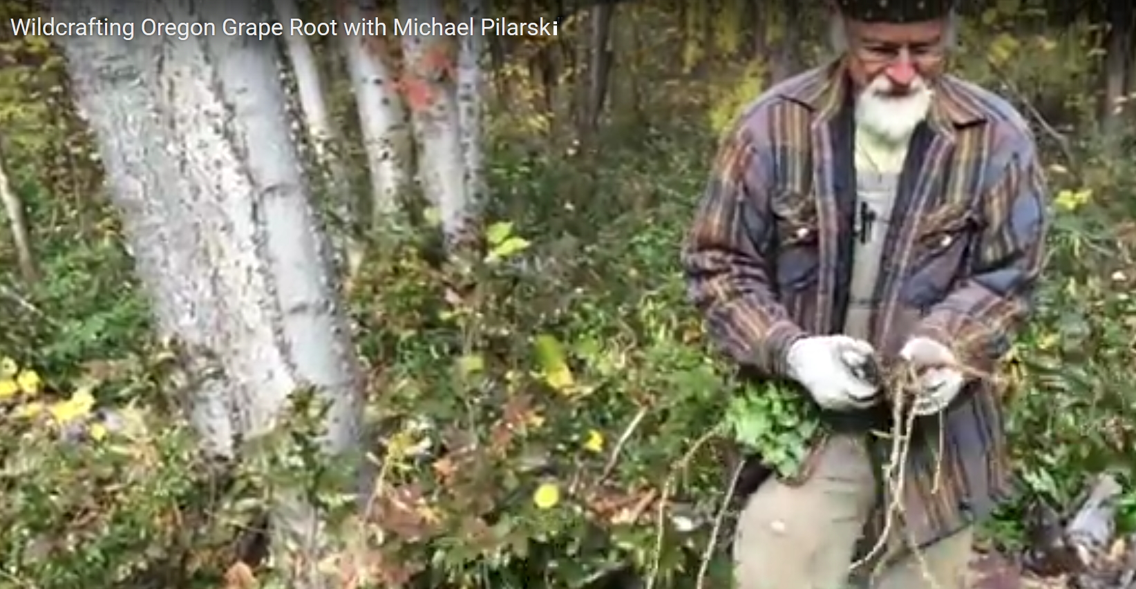 Michael Pilarski in the woods wildcrafting.