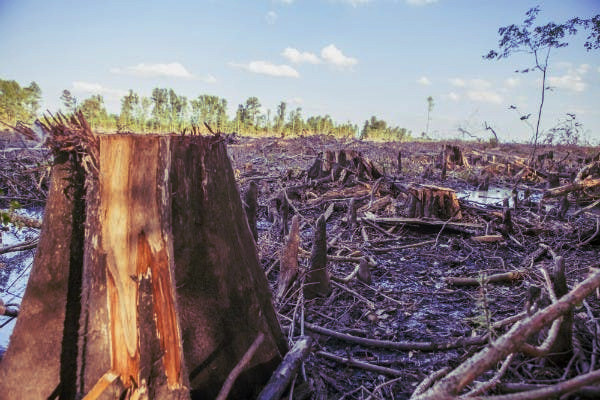 Photo of a clearcut forest